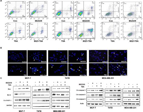 Figure From Pi K Mtor Dual Inhibitor Bez And Histone Deacetylase