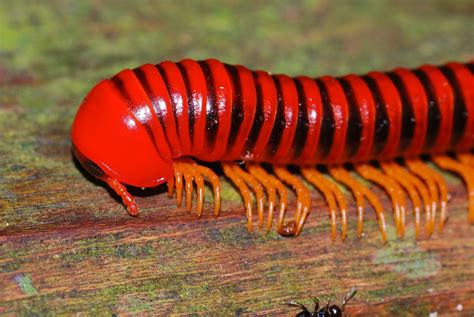 Millipede Many Humans Misinterpret These Animals