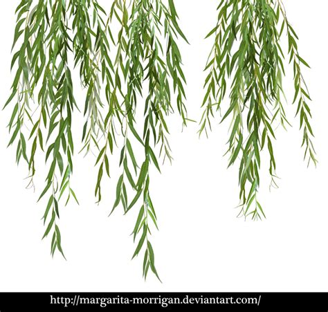 Download Download Willow Tree Branch Png Clipart Weeping Willow