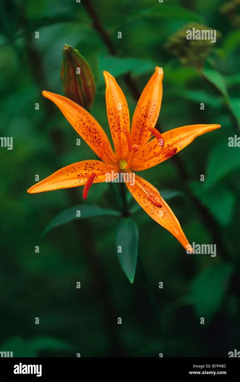 Flowering Lilium tsingtauense Stock Photo - Alamy