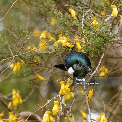 zealand tui feeding  kowhai tree flower nectar stock photo
