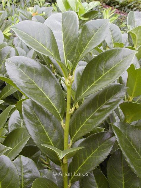 Prunus Laurocerasus Anbri Etna Esveld Shop