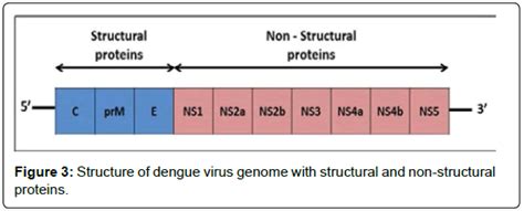 Immunochemistry Immunopathology Structure Dengue Genome