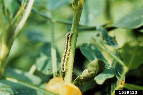 Beet Armyworm Spodoptera Exigua