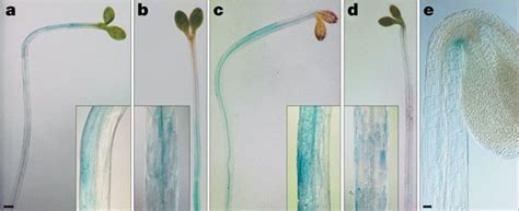 Auxin Response During Differential Hypocotyl Growthad Expression Of