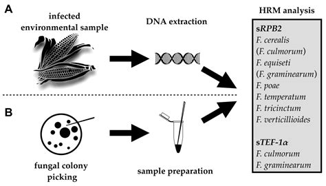 Pathogens Free Full Text High Resolution Melting Hrm Curve Assay