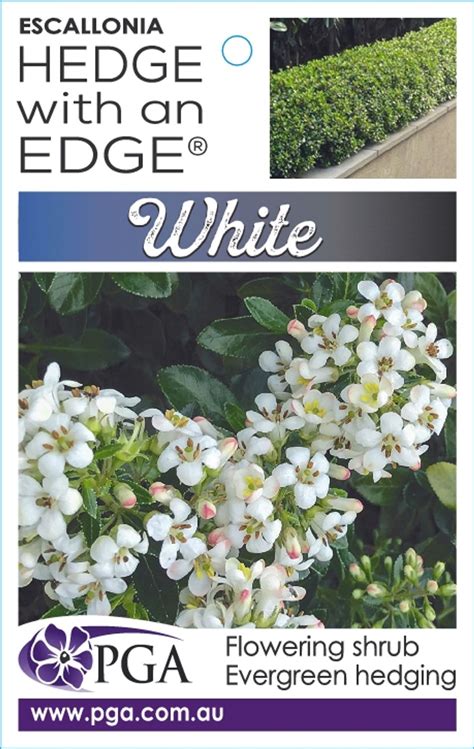 Escallonia - Hedge With an Edge - White - Guildford Garden Centre