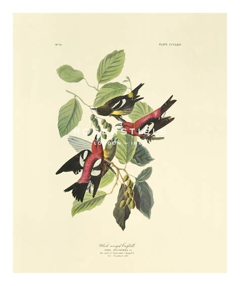 James Audubon Hand Numbered Limited Edition Print On Paper White