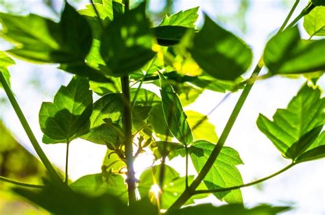 Uma Planta O Sol Brilhando Atrav S Das Folhas Foto Premium