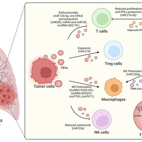 Immune Cells Regulation Of Non Coding Rna Inside Lung Cancer Derived Evs Download Scientific