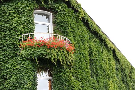 Pnącza na balkon jakie wybrać by stworzyć klimatyczne gniazdko