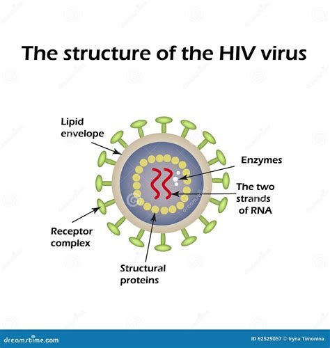 Hiv Virus Structure Animation