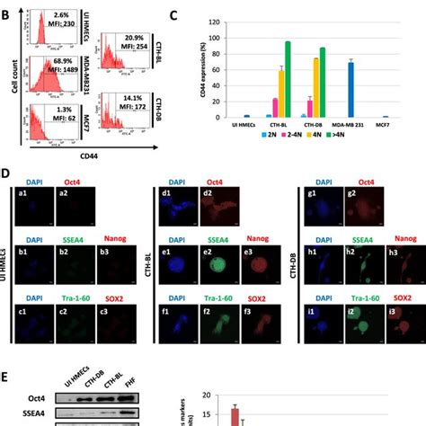 Mammospheres Formation And Detection Of Embryonic Stem Cells Markers In