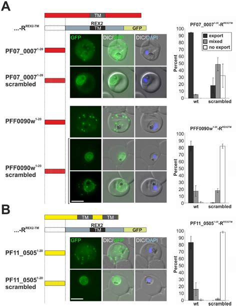 termini   pneps   signal peptide promote export