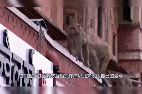 公猴帮雌猴抓虱子，抓着抓着就开始不着调了，镜头全程记录