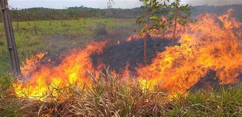 Plan De Brasil Para Salvar La Amazonia Tuvo El Efecto Contrario