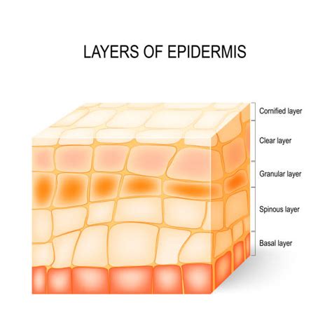 Stratum Corneum Illustrations Royalty Free Vector Graphics And Clip Art