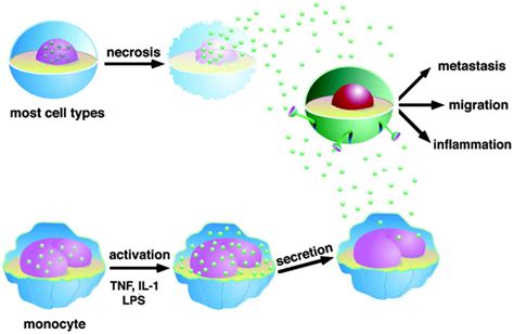 The Double Life Of Hmgb1 Chromatin Protein Architectural Factor And