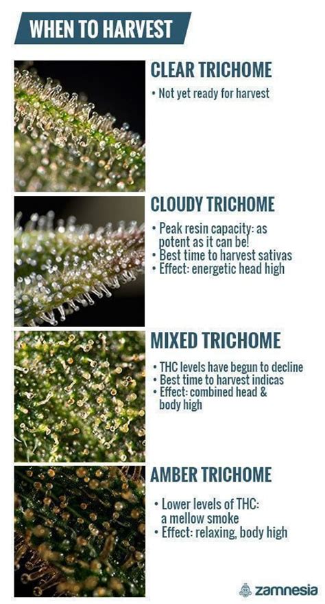 Everything You Need To Know About Trichomes - How to grow weed