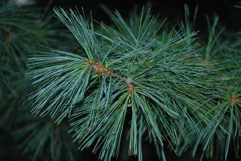 white pine woody warehouse nursery  lizton