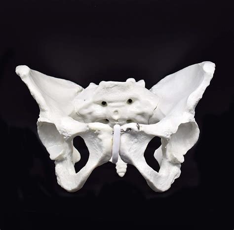 Buy Female Pelvis Skeletal Model Replica Of Human Anatomy For Science