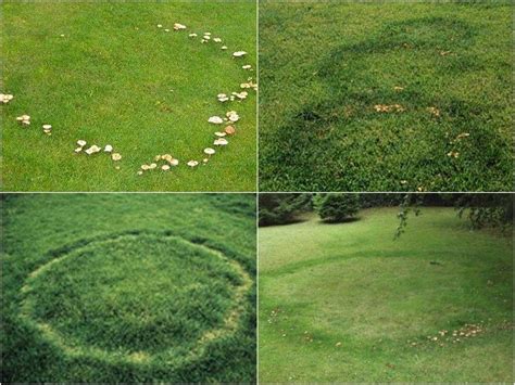 ‘if You See A Fairy Ring St Patricks Day Tablescape Fairy Ring