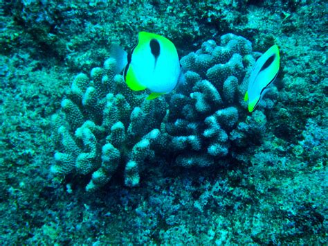 Oahu Snorkeling_4 - Active Oahu