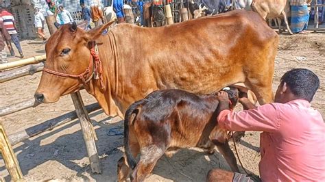 মঙ্গলবার ৫১২২৩ সাতমাইল হাট থেকে শাহীওয়াল ফ্রিজিয়ান ও দেশী