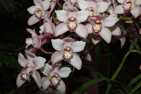 Orchids - US Botanic Garden - 011328 Photograph by DC Photographer ...