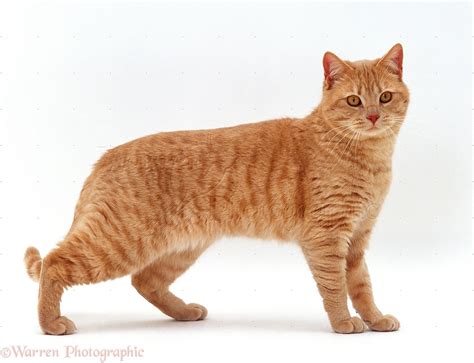 Ginger British shorthair male cat photo WP15598