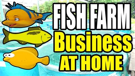 How To Start A Fish Farming Business At Home Youtube