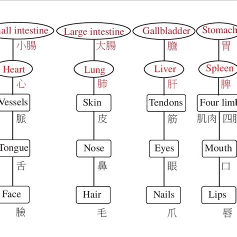 The Interactions Of The Zang Organs And The Fu Organs In The 5 Elements