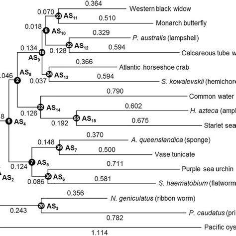 Phylogenetic Tree Of 16 Invertebrate Introns The Original Maximum Download Scientific Diagram