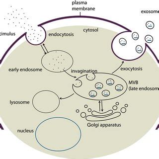 (PDF) Extracellular vesicles: Structure, function, and potential ...