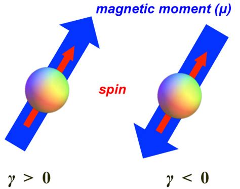 Gyromagnetic ratio (γ) - Questions and Answers in MRI