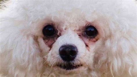 Small White Dogs With Crusty Eyes: Video Gallery | Know Your Meme