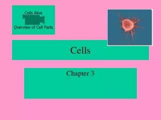 PPT 14 C AA Pmol 10 6 Cells Min PowerPoint Presentation Free