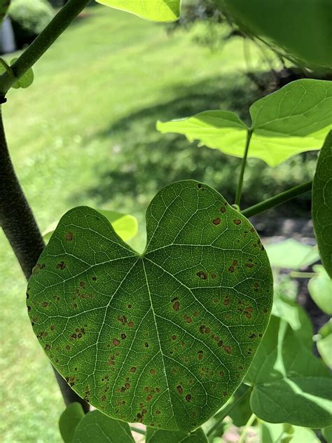 What is spotting my redbud leaves - General Gardening - Growing Fruit