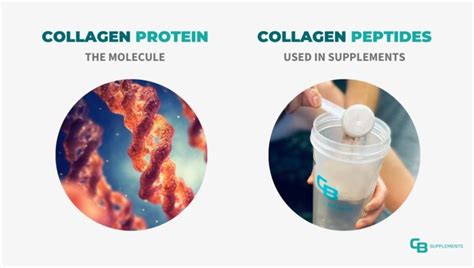 Collagen Vs Collagen Peptides Aka Hydrolyzed Collagen