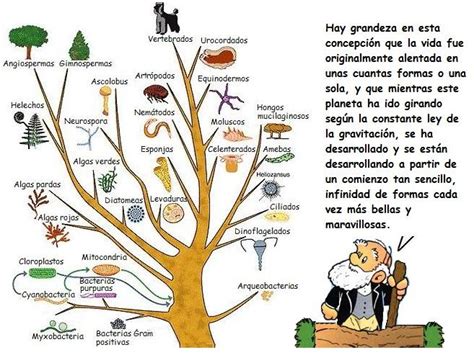 Biologia Actividad Evoluci N De Los Seres Vivos