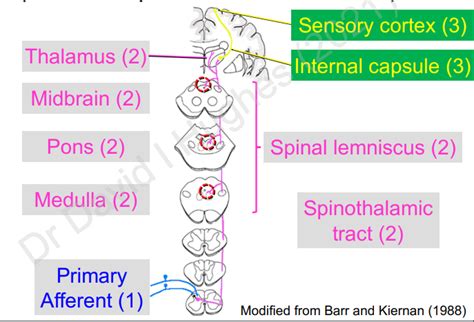 Spinothalamic Pathway-(Pain, temperature, crude touch) Diagram | Quizlet