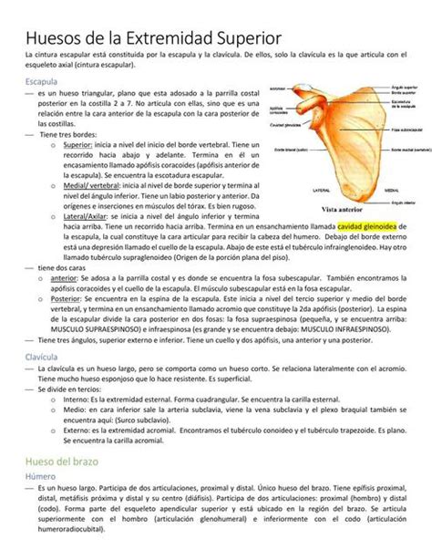 Huesos De La Extremidad Superior Medilove Udocz