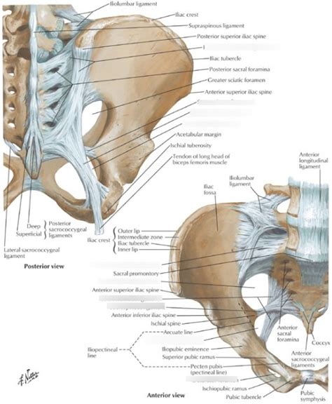 Ligaments Sacro Iliaques Diagram Quizlet