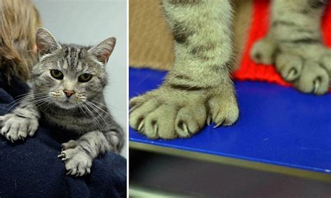 The Cat With Five Toes Pet With Extra Digits Is Returned To Its Owner