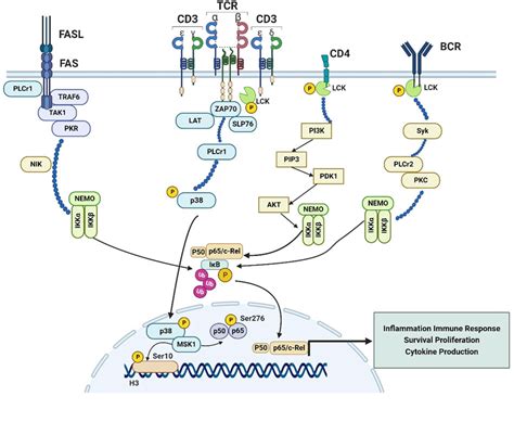 Frontiers New Insights Into The Lck Nf B Signaling Pathway