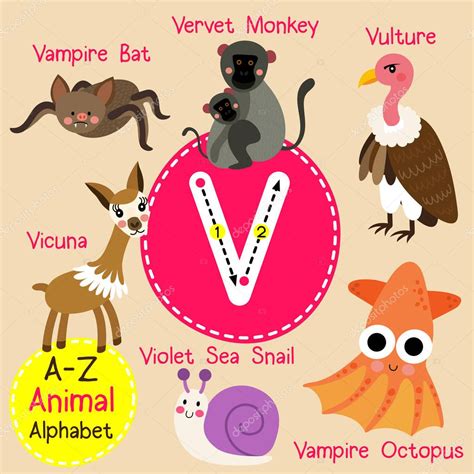 Palavras Em Inglês Com V - 5
