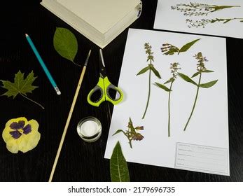 3,119 Herbarium Sheets Images, Stock Photos & Vectors | Shutterstock