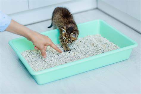 How To Litter Train a Kitten: 5 Tips & Tricks - AskVet