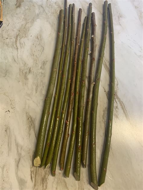 Pussy Willow Live Stakes Castanea Farms