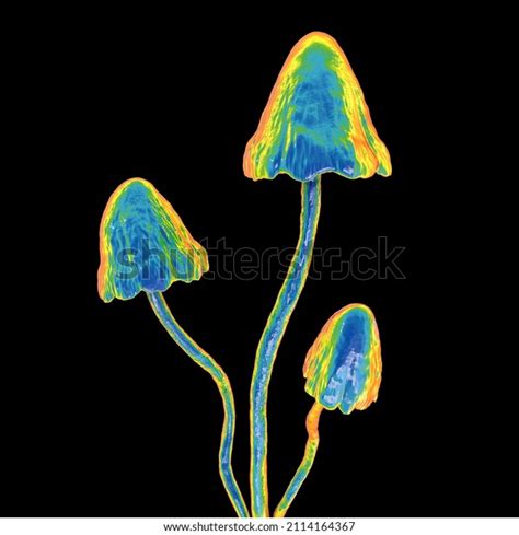 Psilocybin Mushrooms D Illustration Commonly Known Stock Illustration